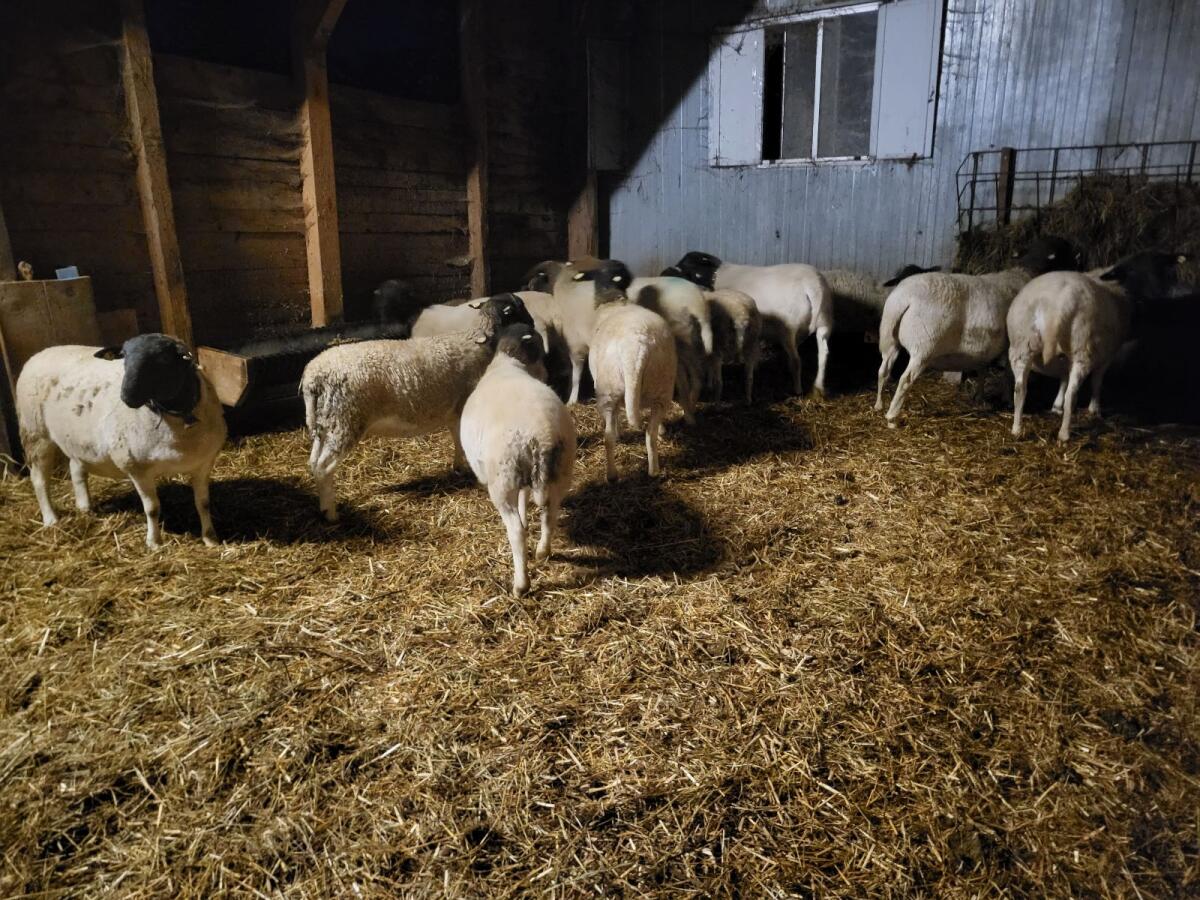 Weibliche Dorperlämmer 3