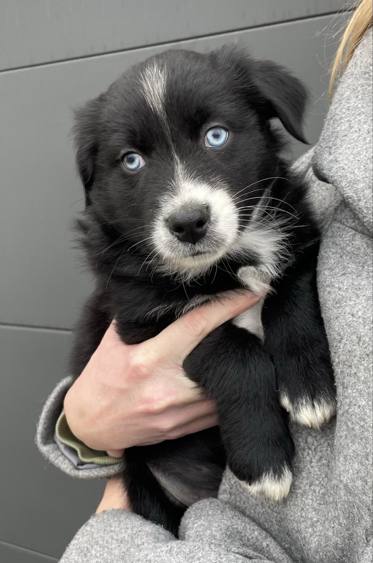 Aussies vom Gut Engelsheim 1