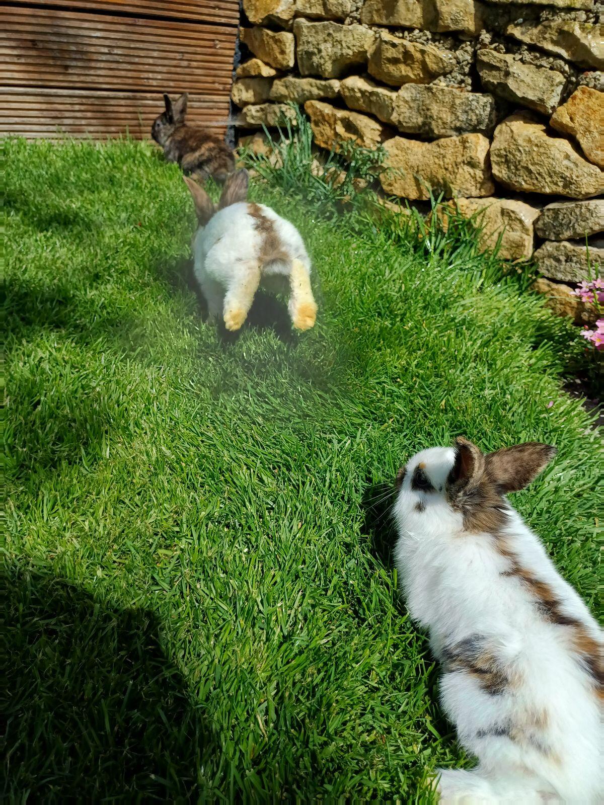 Kaninchen, Hasen, Fleischhasen 2