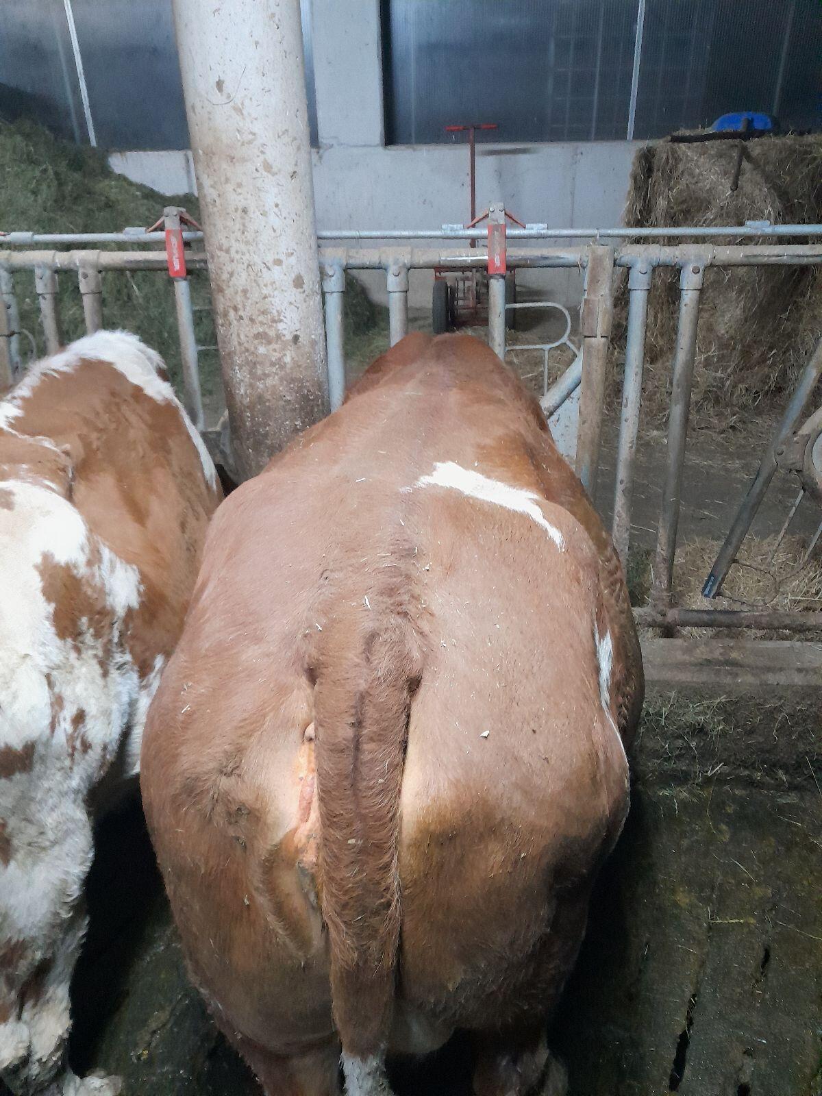 Verkaufe bio 2-Kalb Kuh 3