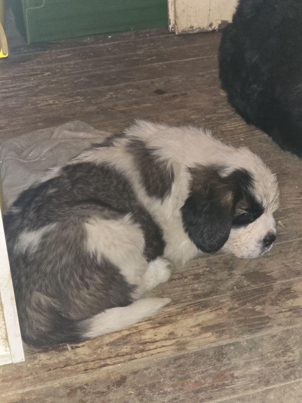 Wunderschöne Bernhardiner Welpen zu verkaufen 1