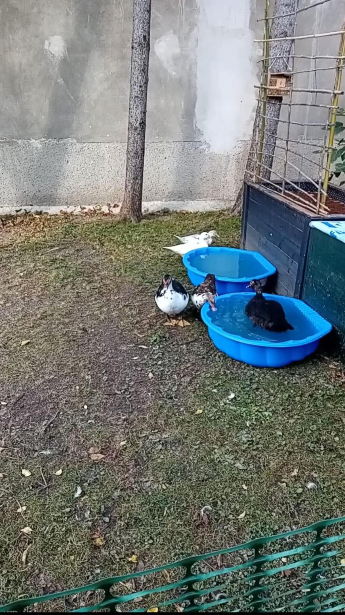 5 Warzenenten suchen ein neues Zuhause 2