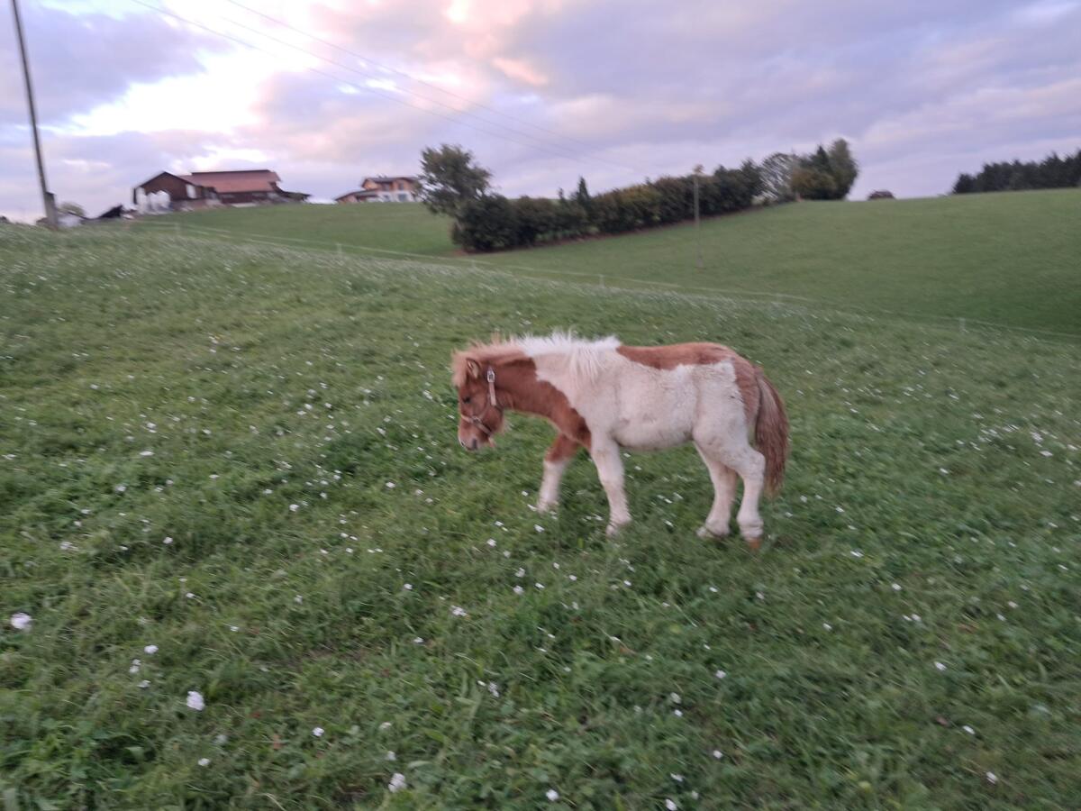 Minishetlandpony abzugeben 3