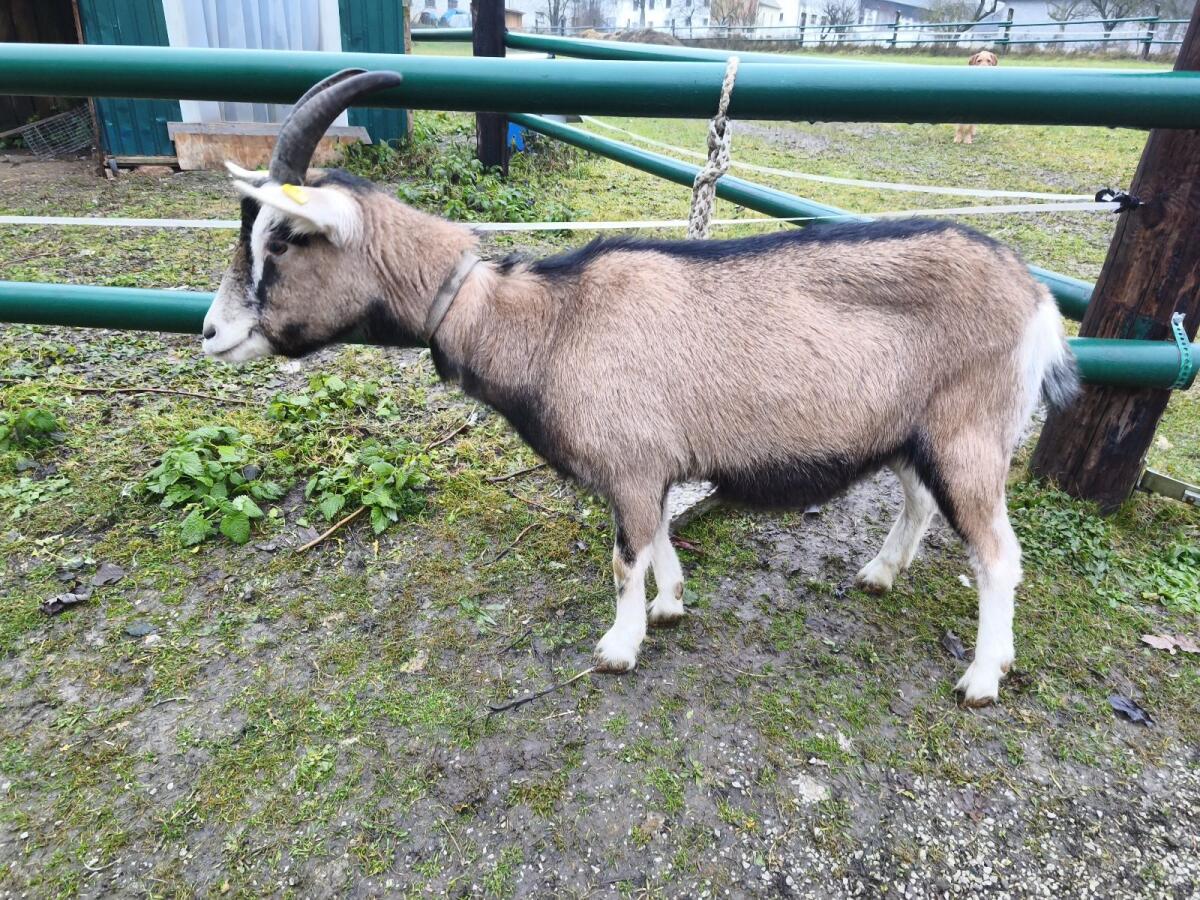 Toggenburger Ziege 3