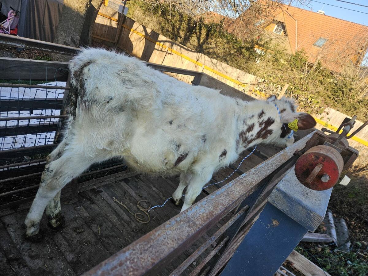 Red Fresian Stierkalb 2