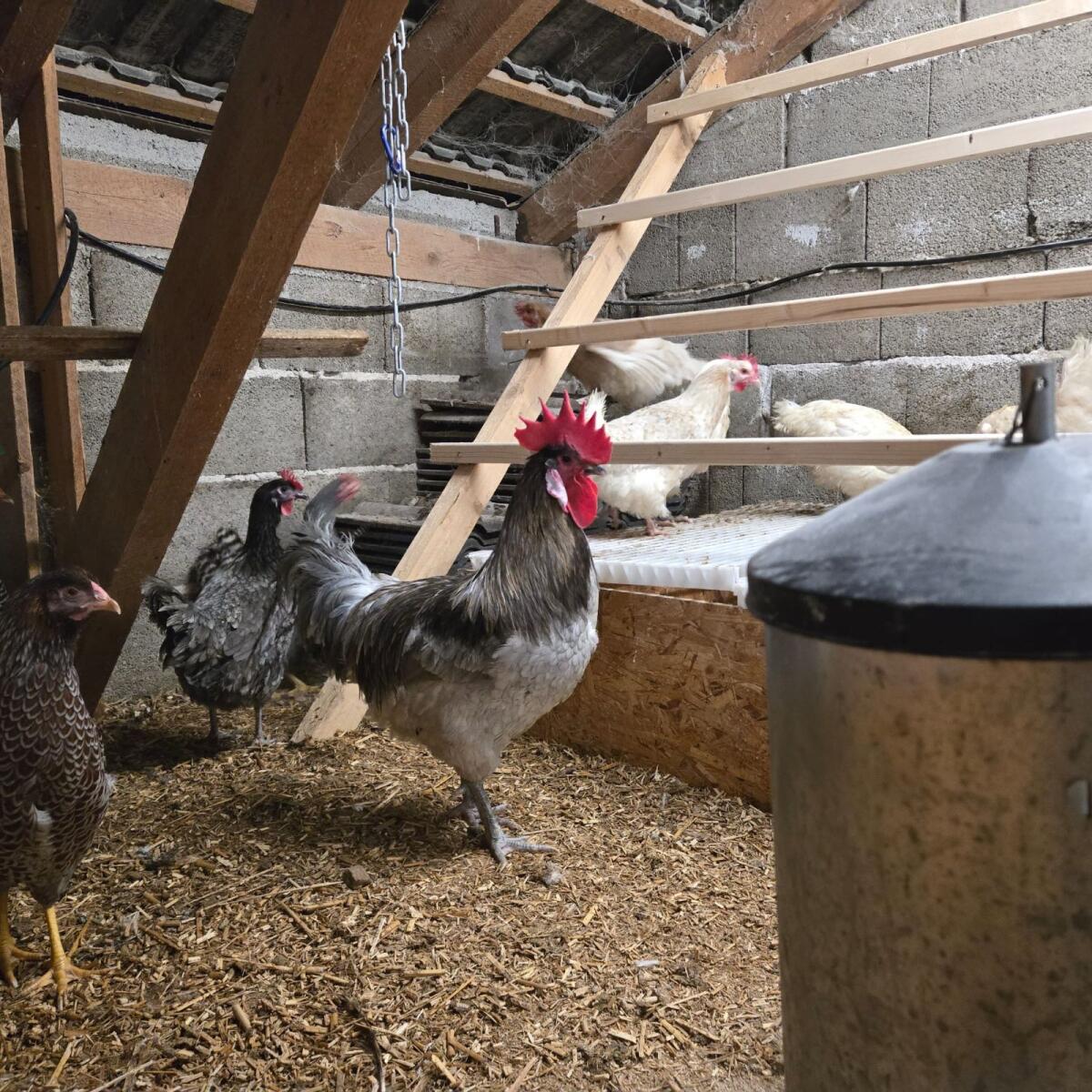 Bresse Legehennen weiß oder blau & Hahn blau 1