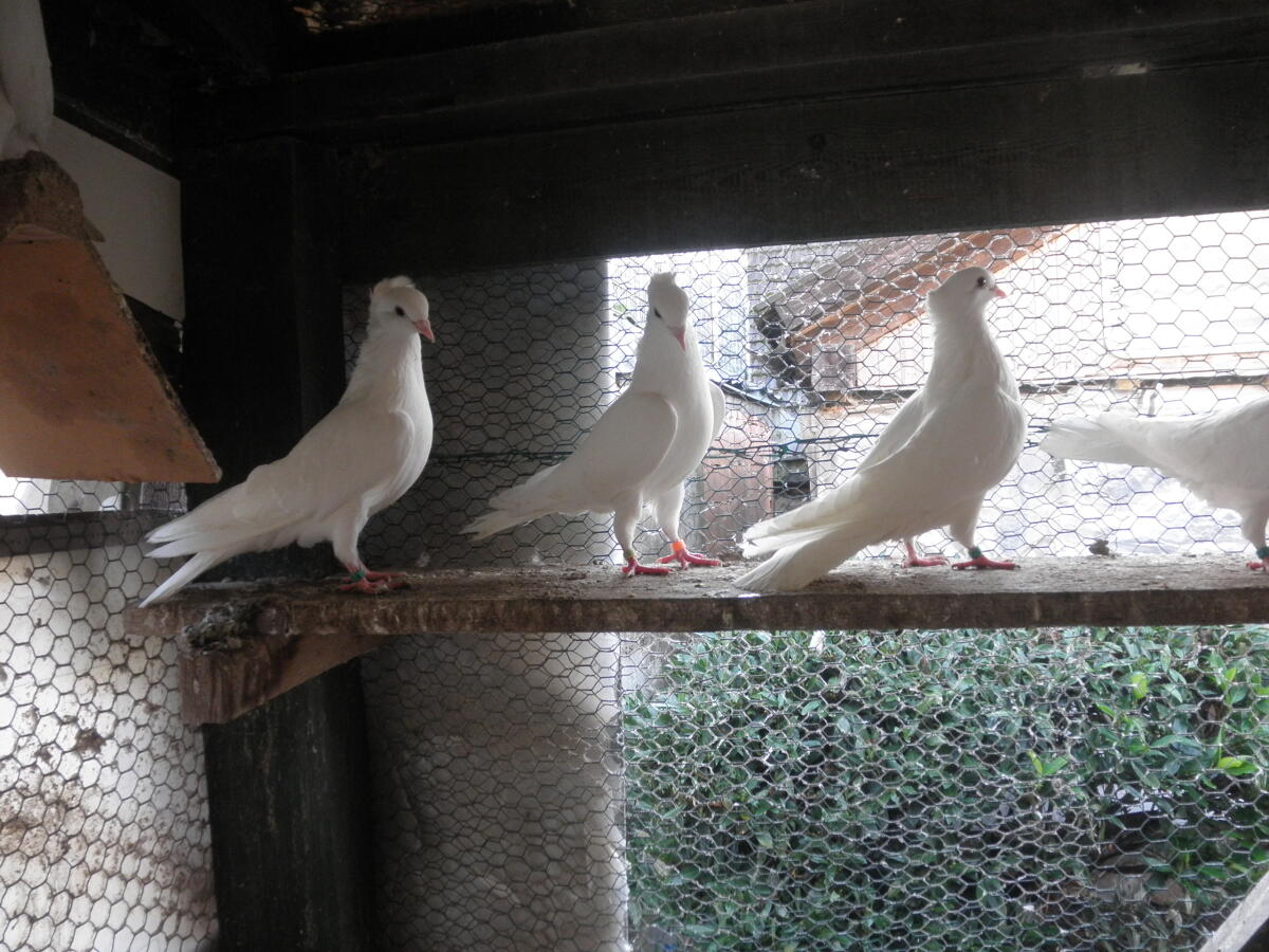 Serbische Hochflugtauben weiß 2