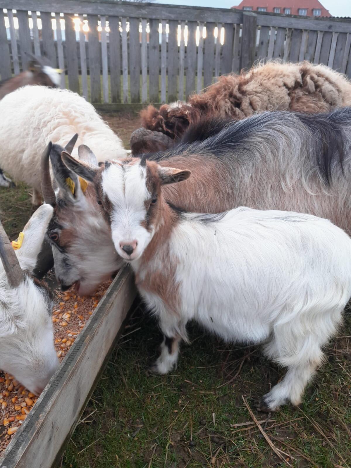 Zwergziegen und Zwergschafe zu verkaufen 1