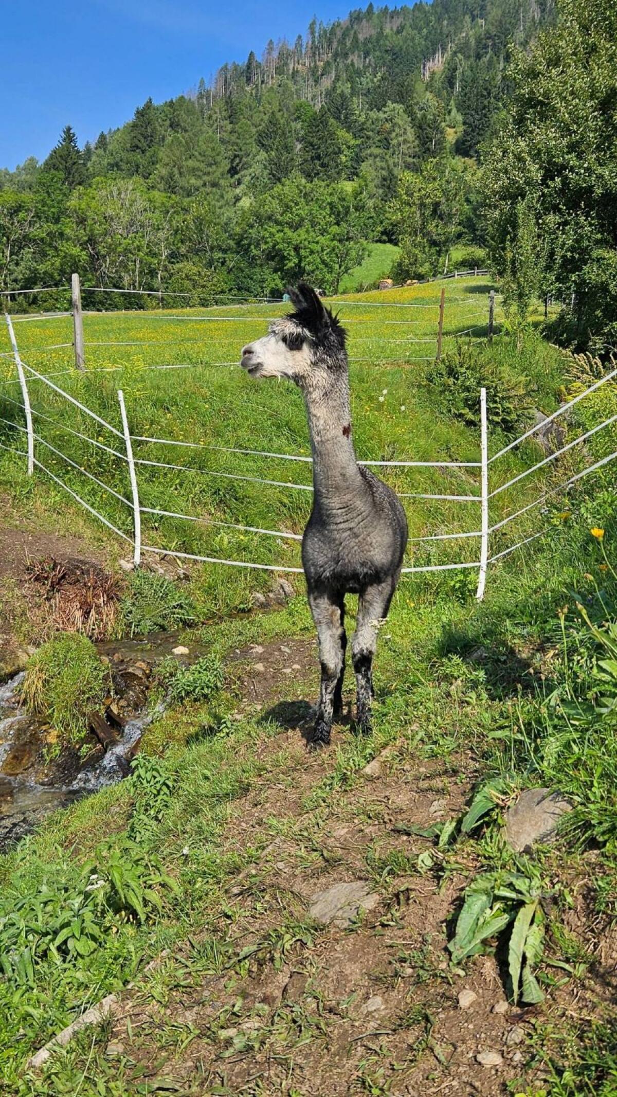 Alpakahengst T Jerry 2