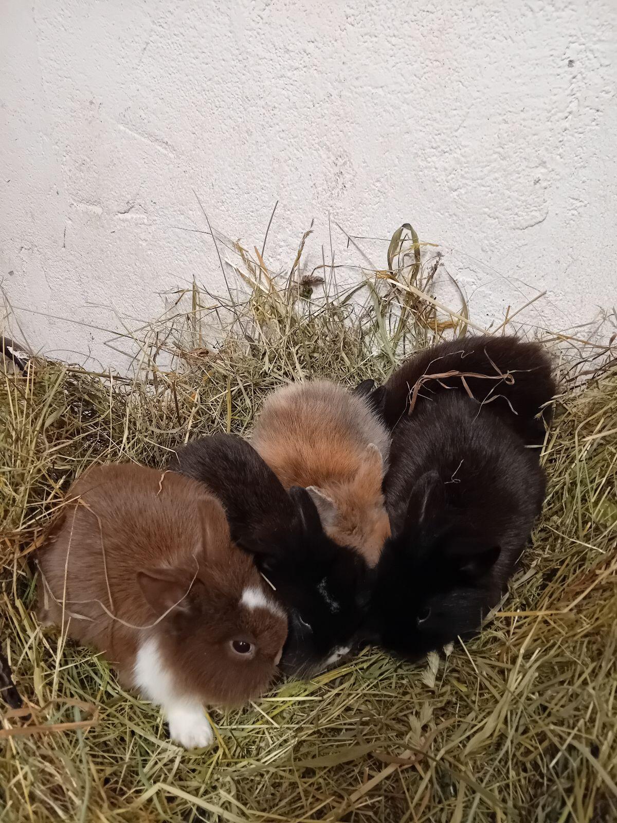 Zwerglöwenkopf Hasen 3