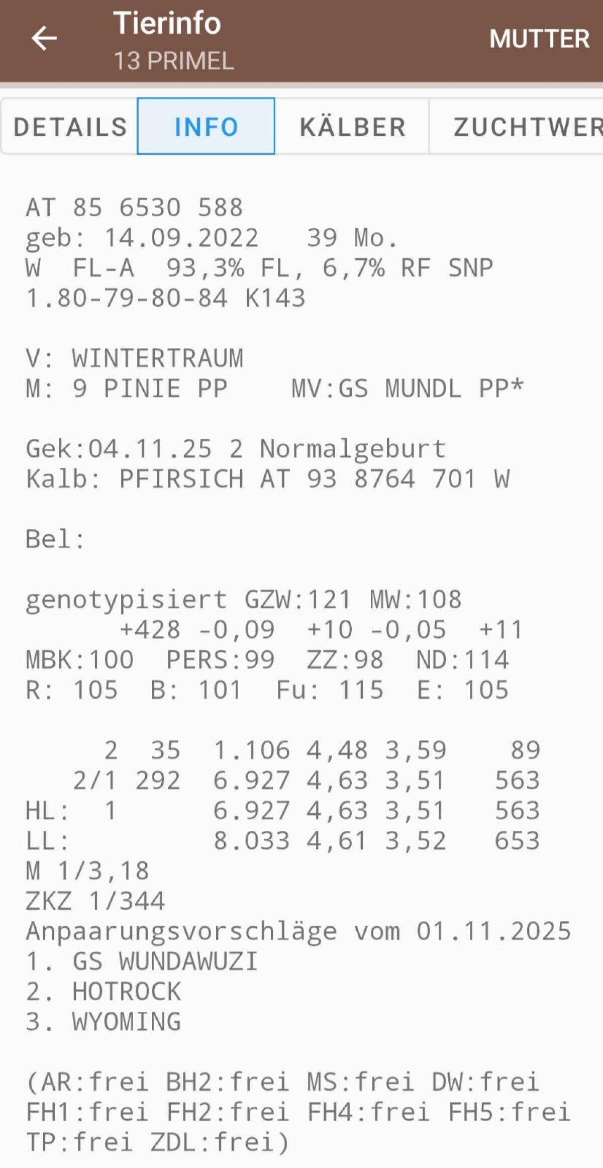 Fleckvieh Milchkuh 2
