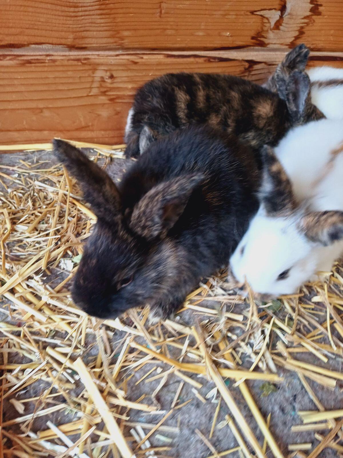 Kaninchen, Rheinische Schecken, Dreifarbenschecken, Fleischhase 1