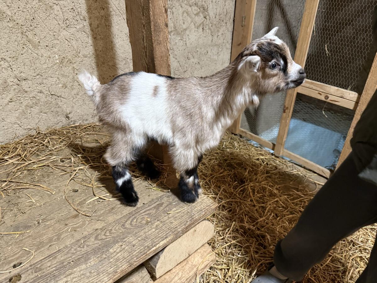 Ziegenkitze - 2 Böcke und 2 Geiß 2