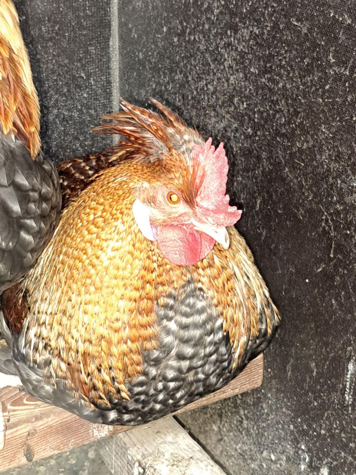 Altsteirer Junghähne 2