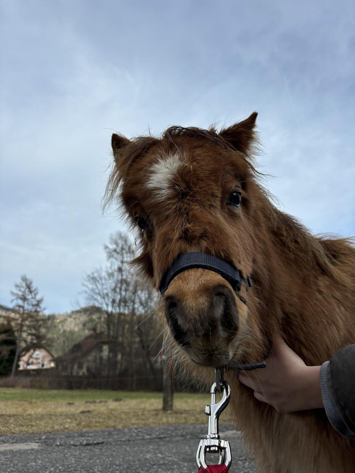 Minishetty Hengstfohlen 3