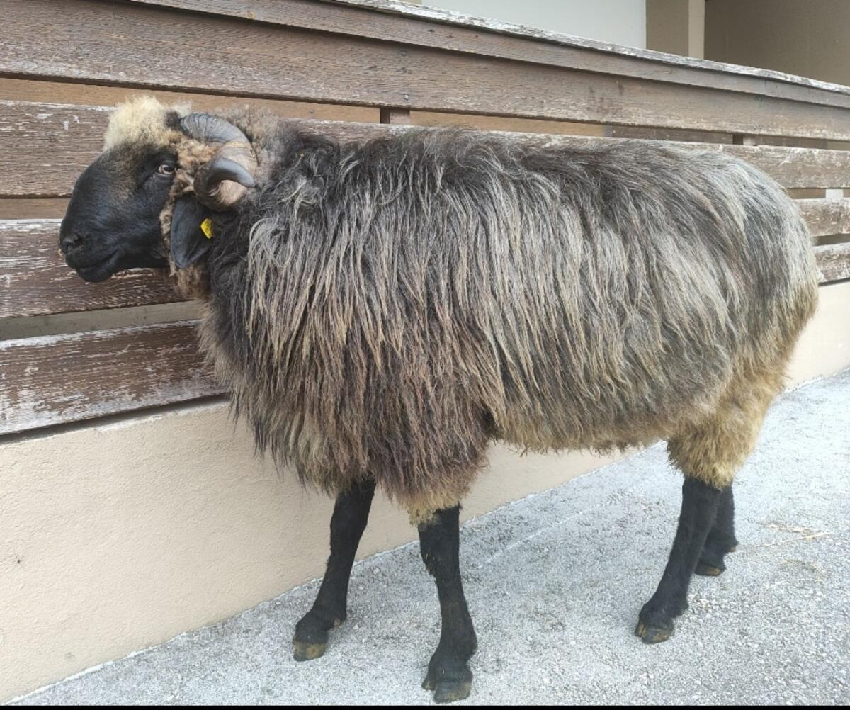 HB Steinschafwidder 3