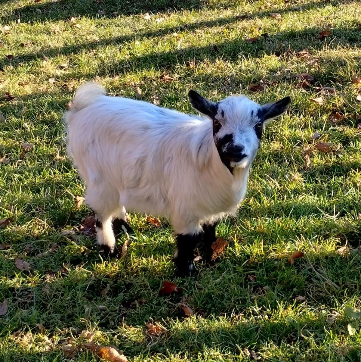 Miniziegenbock hornlos 2