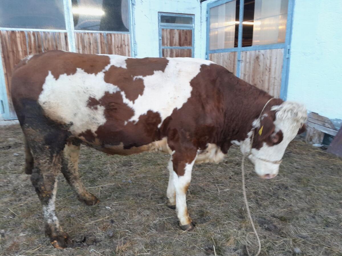 Verkauf 1 Bio-Kalbin träglich 1