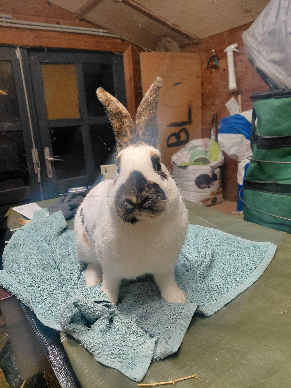 Rheinische Schecken, Dreifarbenschecken, Kaninchen 3