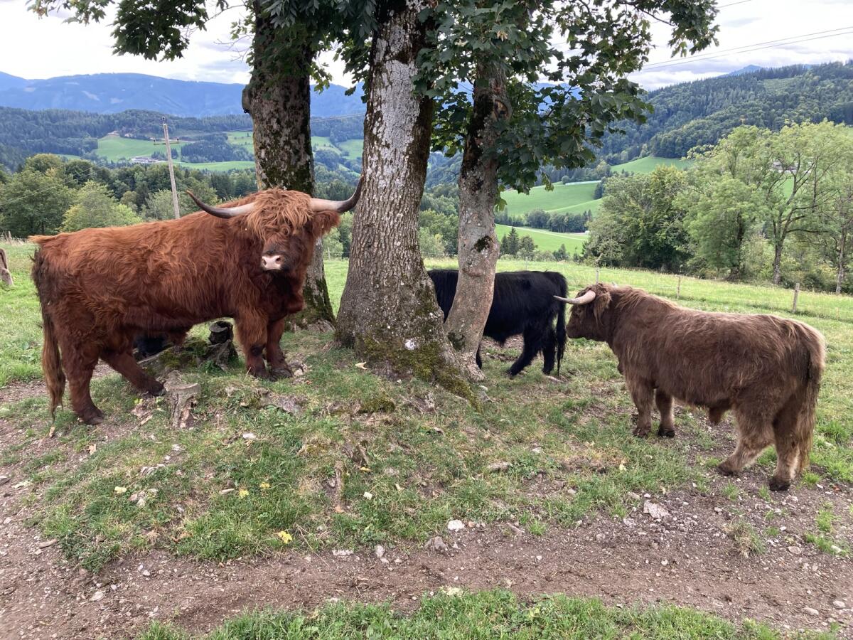 Verk. dunfarbenen Hochlandrind-Zuchtstier 2