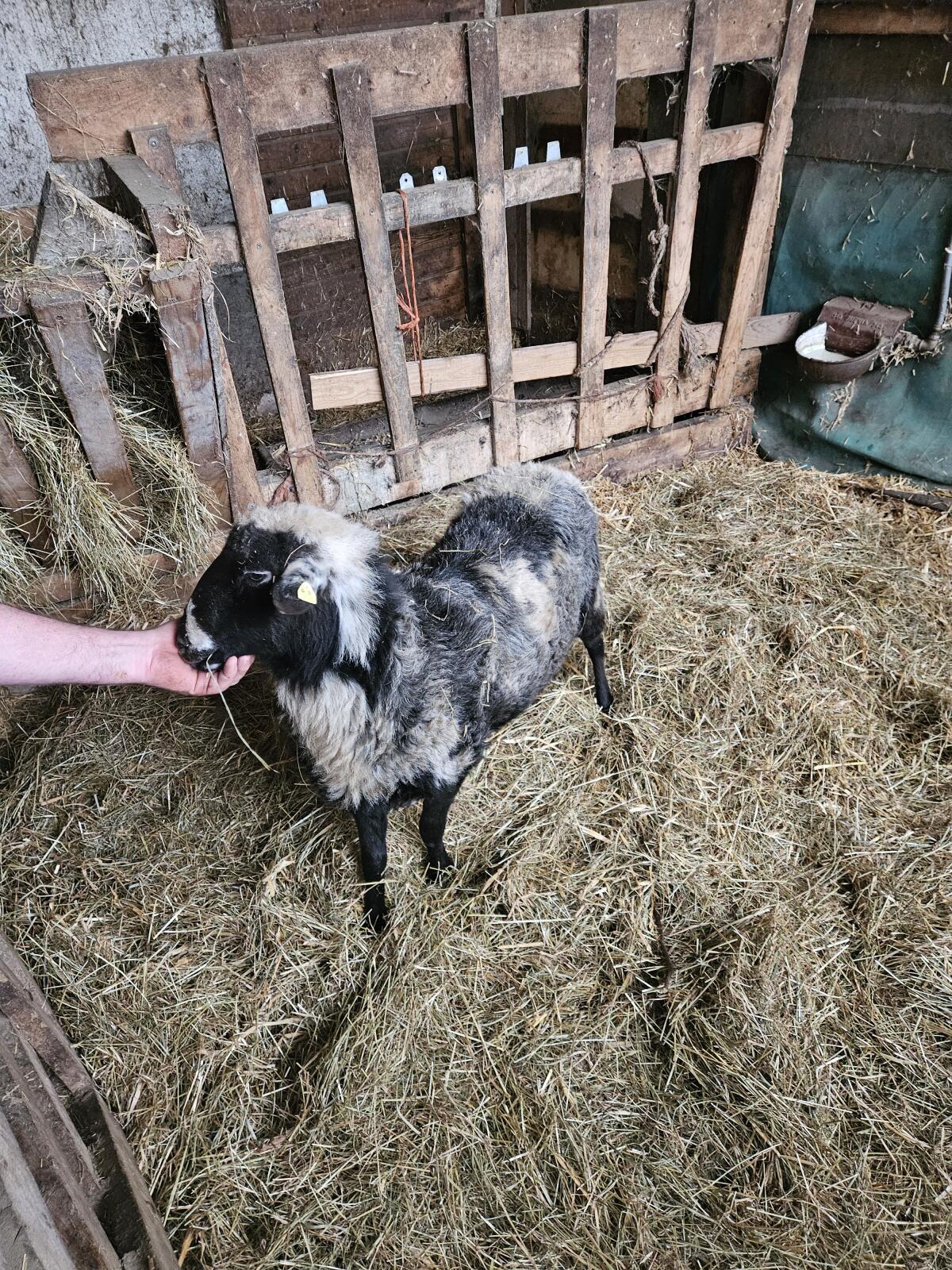 Krainer Steinschaf Bock 2