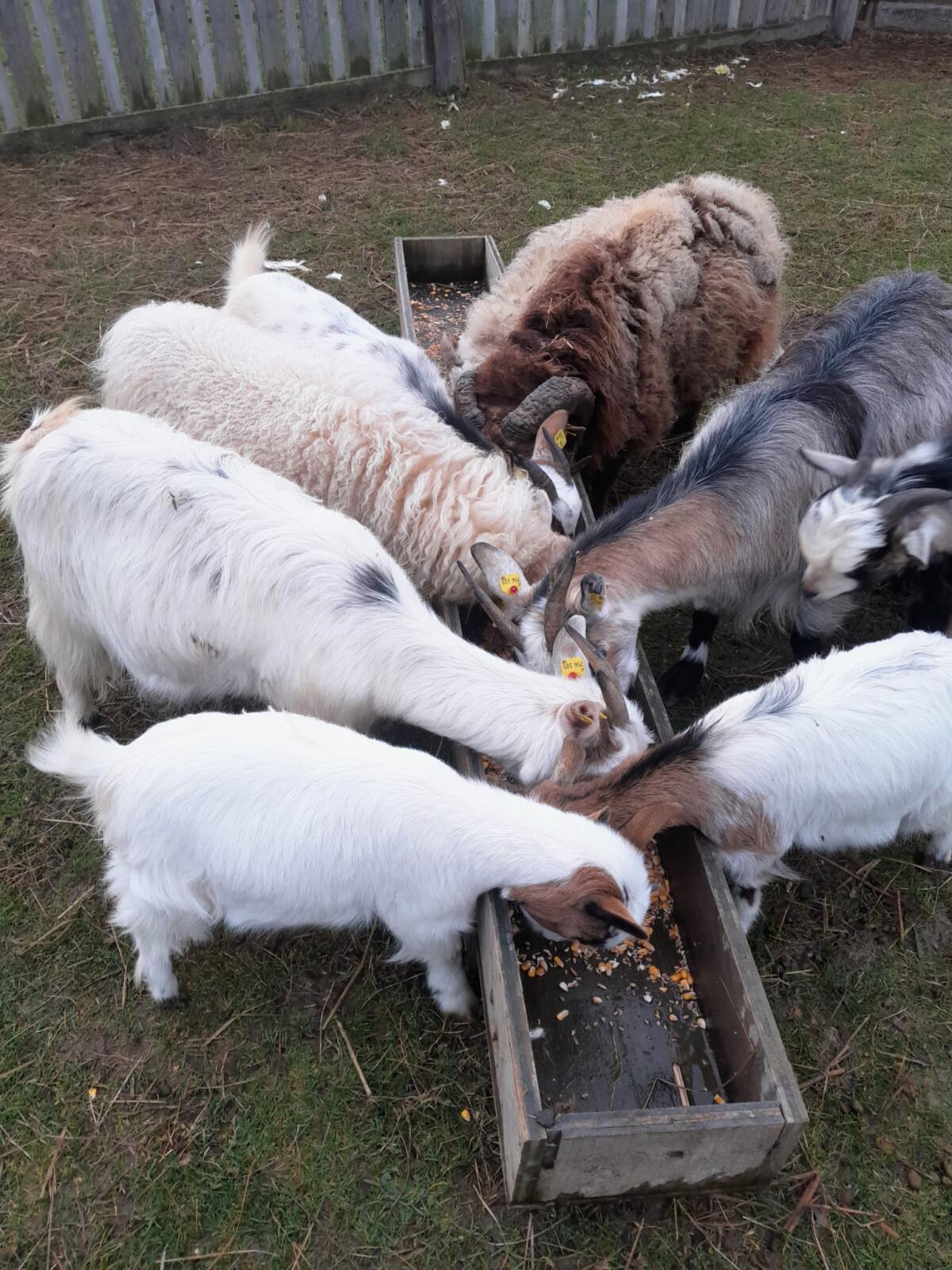 Zwergziegen und Zwergschafe zu verkaufen 3