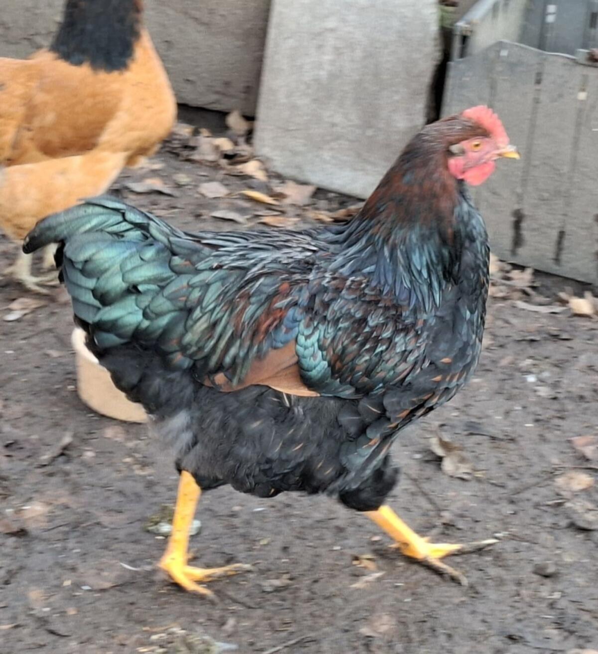 Wyandotten-Mix Junghahn 2