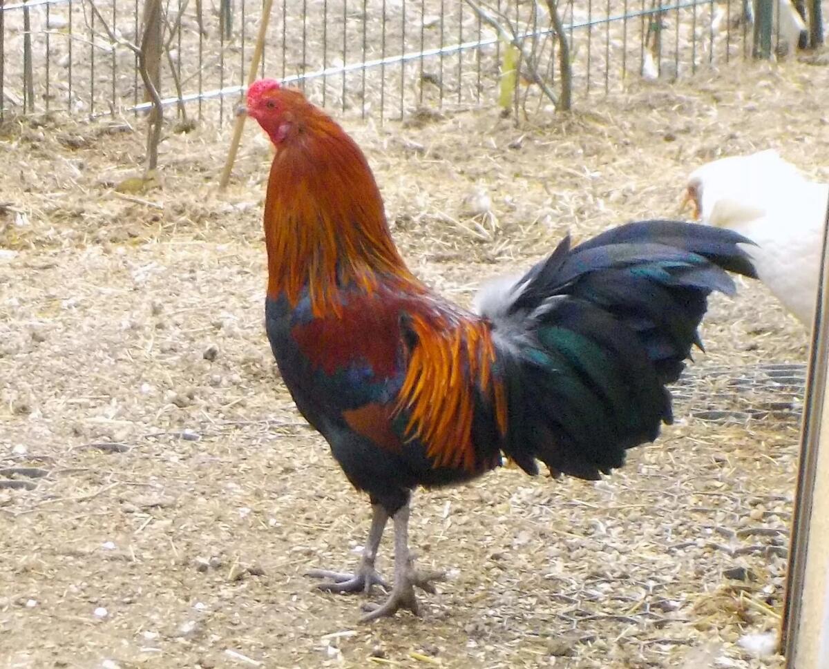 Bruteier Buschhuhn, Dt. 2