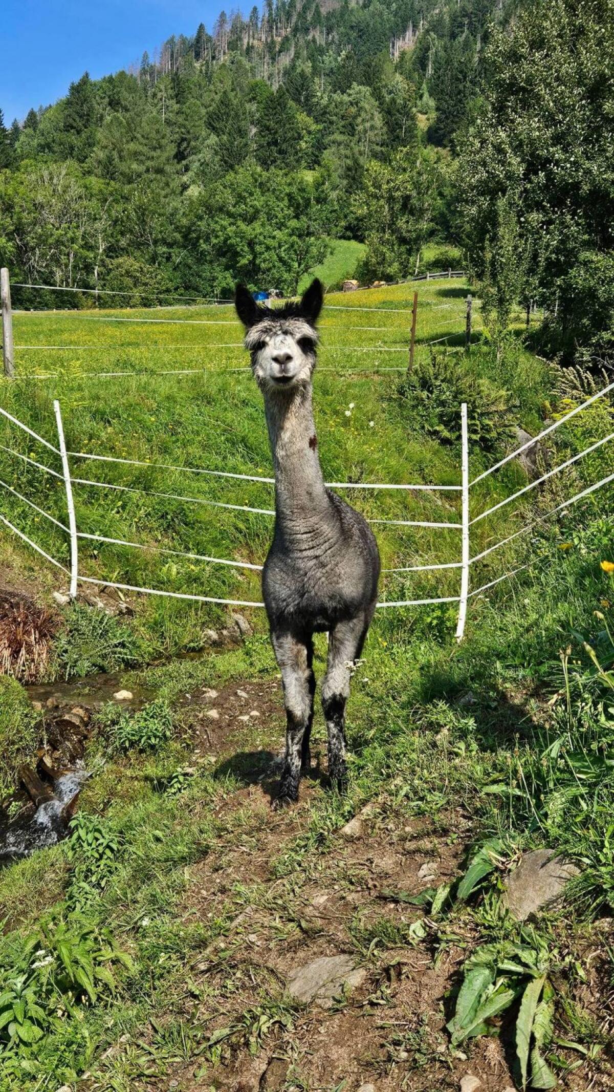 Alpakahengst T Jerry 1