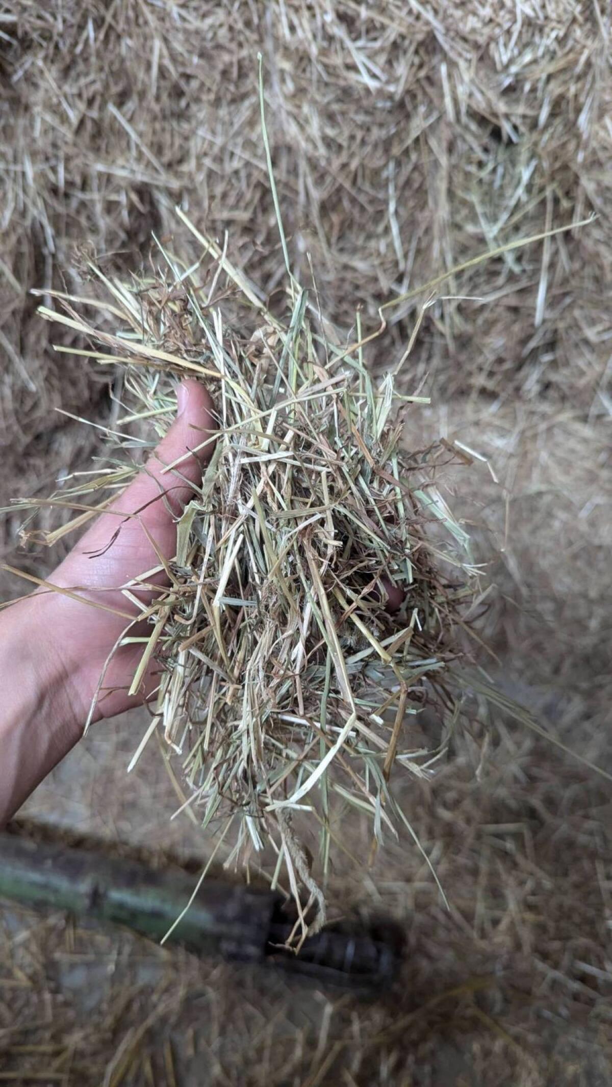 Heu Ernte 2025 Quaderballen 1