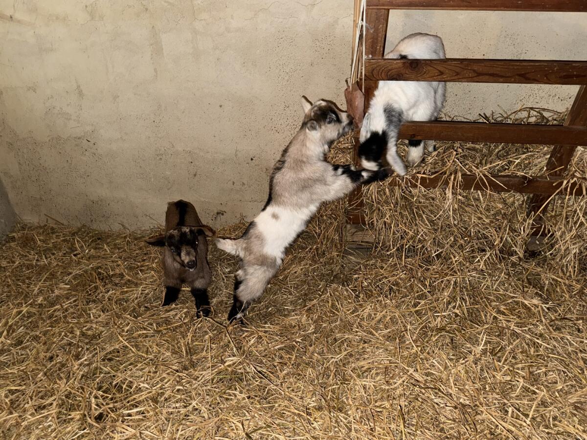 Ziegenkitze - 2 Böcke und 2 Geiß 3