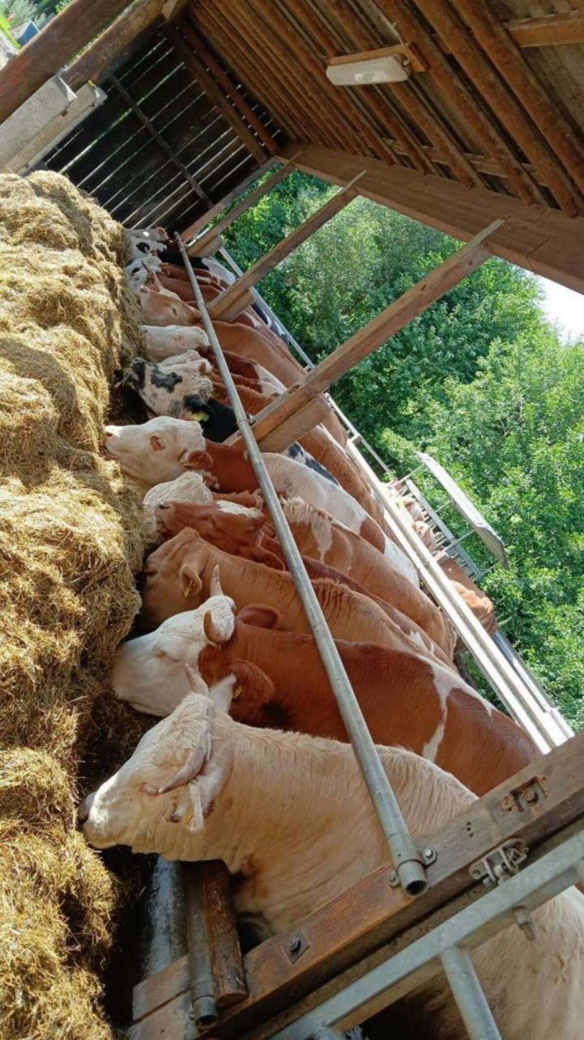 Suche weibliche Fresser/Einsteller 1