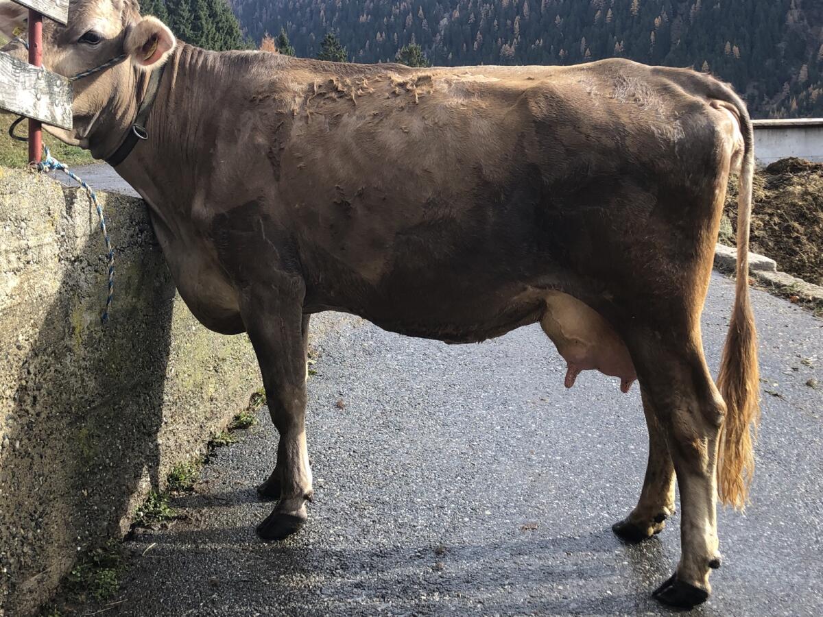 Mutterkuh trächtig 3