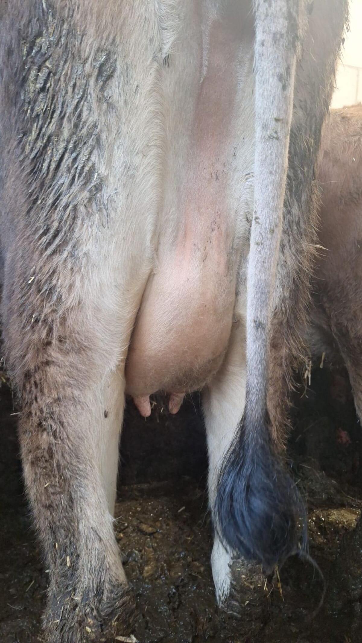 Trächtige BIO Jersey Kalbin 1