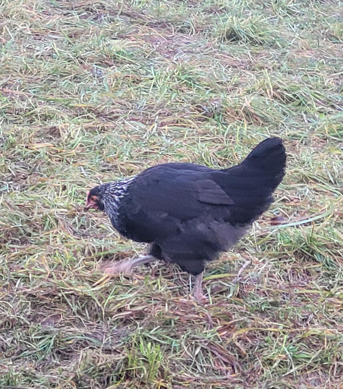 Junghennen, Legehennen, Buntleger, Übergabe ggf. in Linz 3