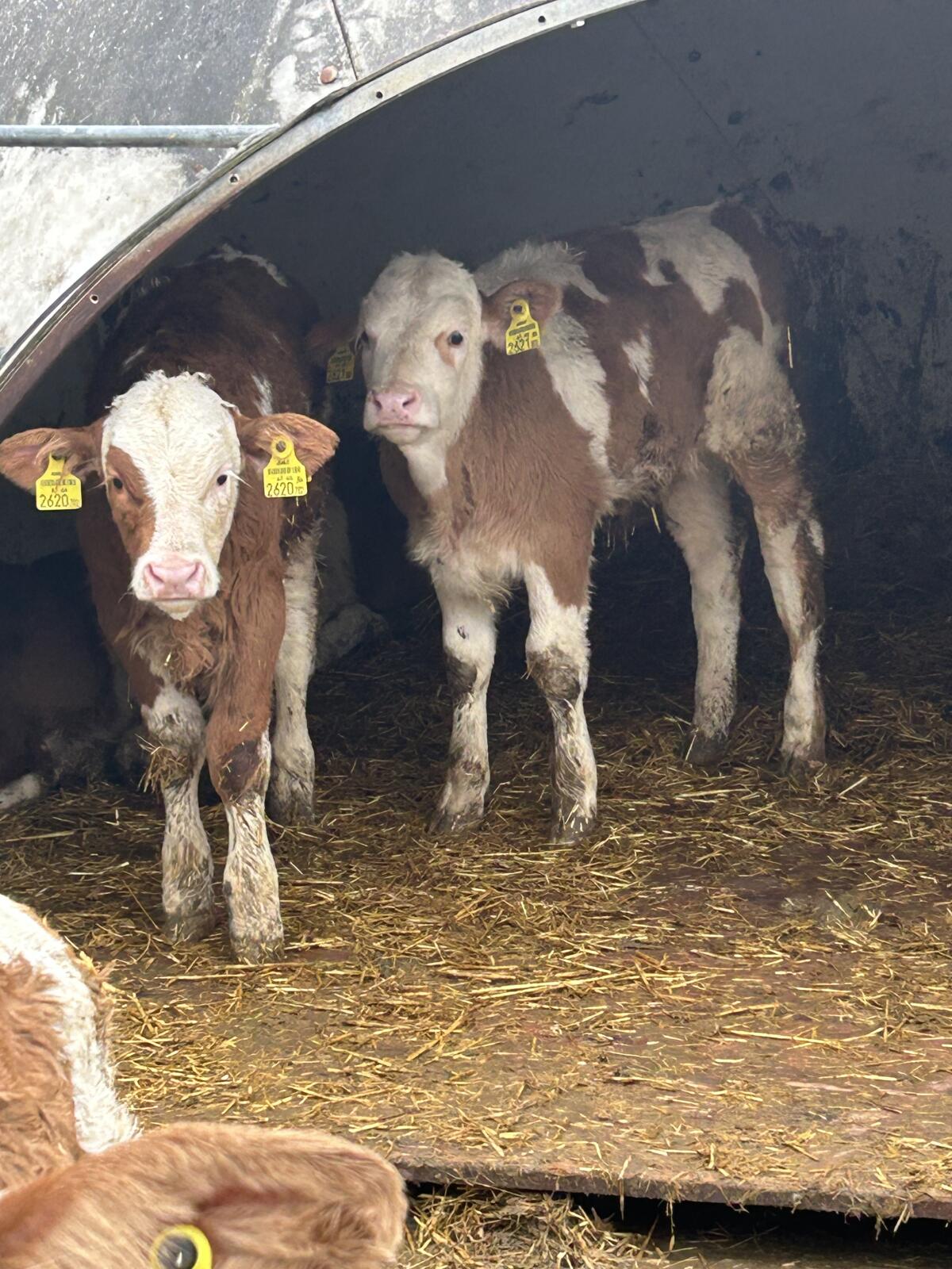 Verkaufe 4 Fleckvieh-Stierkälber 2