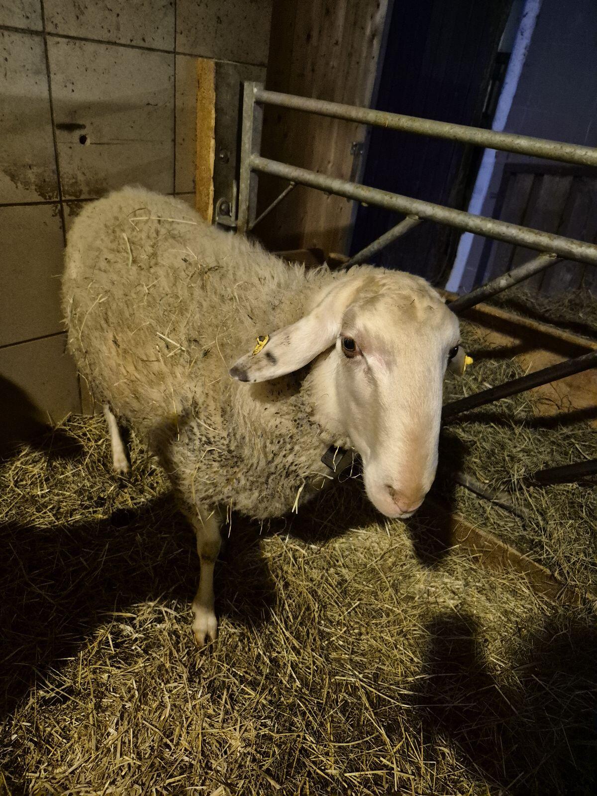 Bio Kärntner Brillenschaf 3