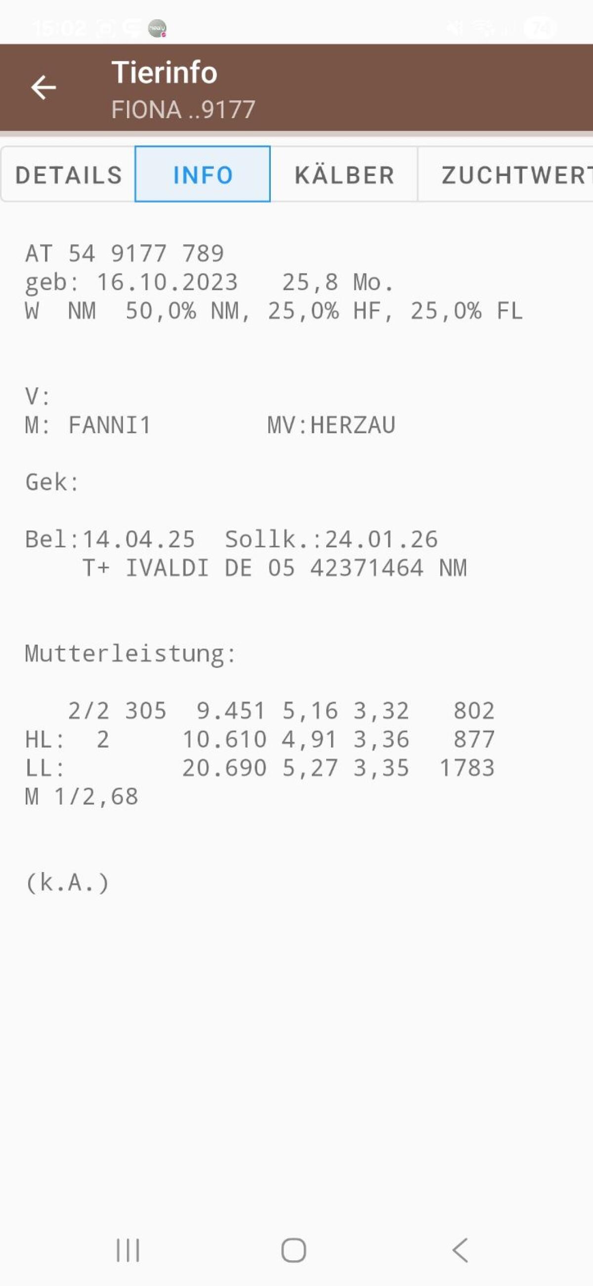 Trächtige Normande x Fleckvieh Kalbin zu verkaufen 1