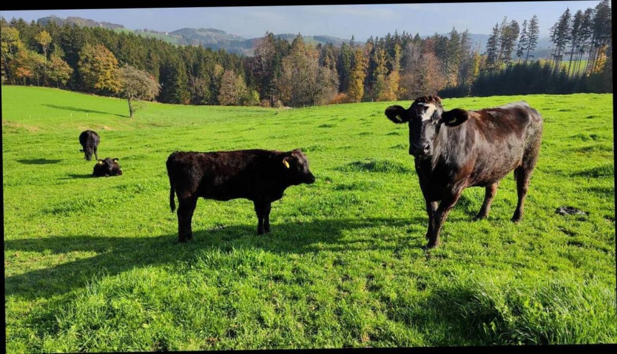 Verkaufe Wagyu-Kälber F1 2