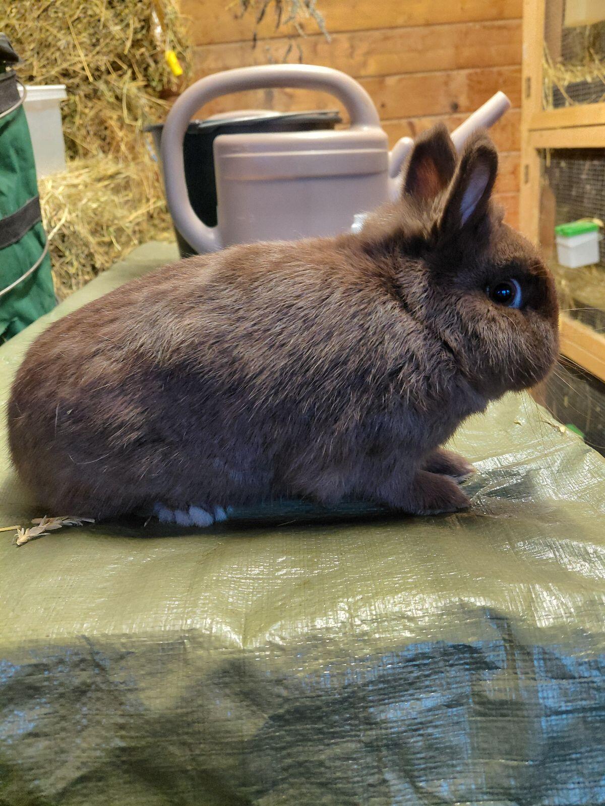 Farbenzwerg Havanna, Kaninchen, Hasen 3