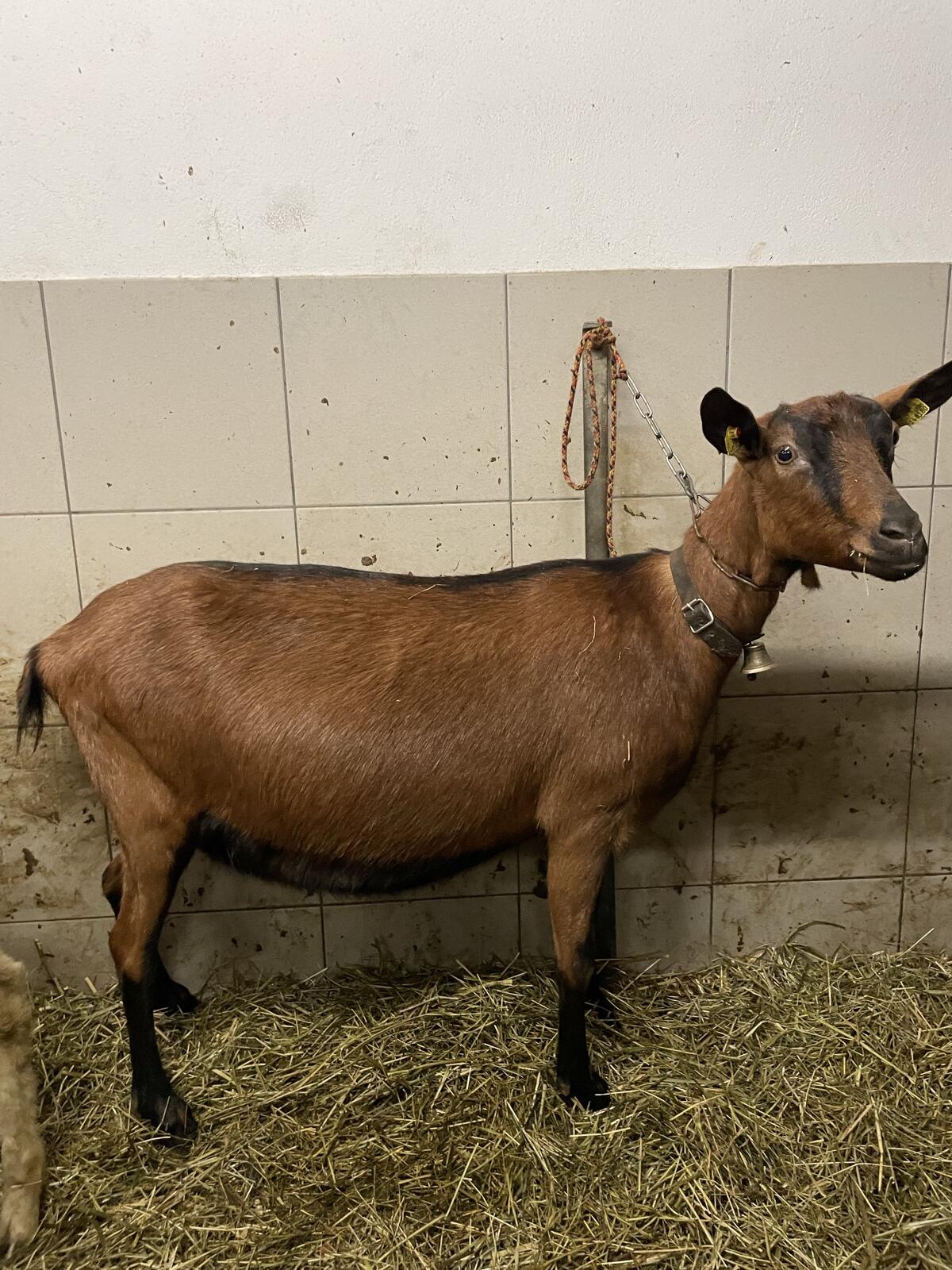 Verkaufe trächtige Lämmerziegen 2