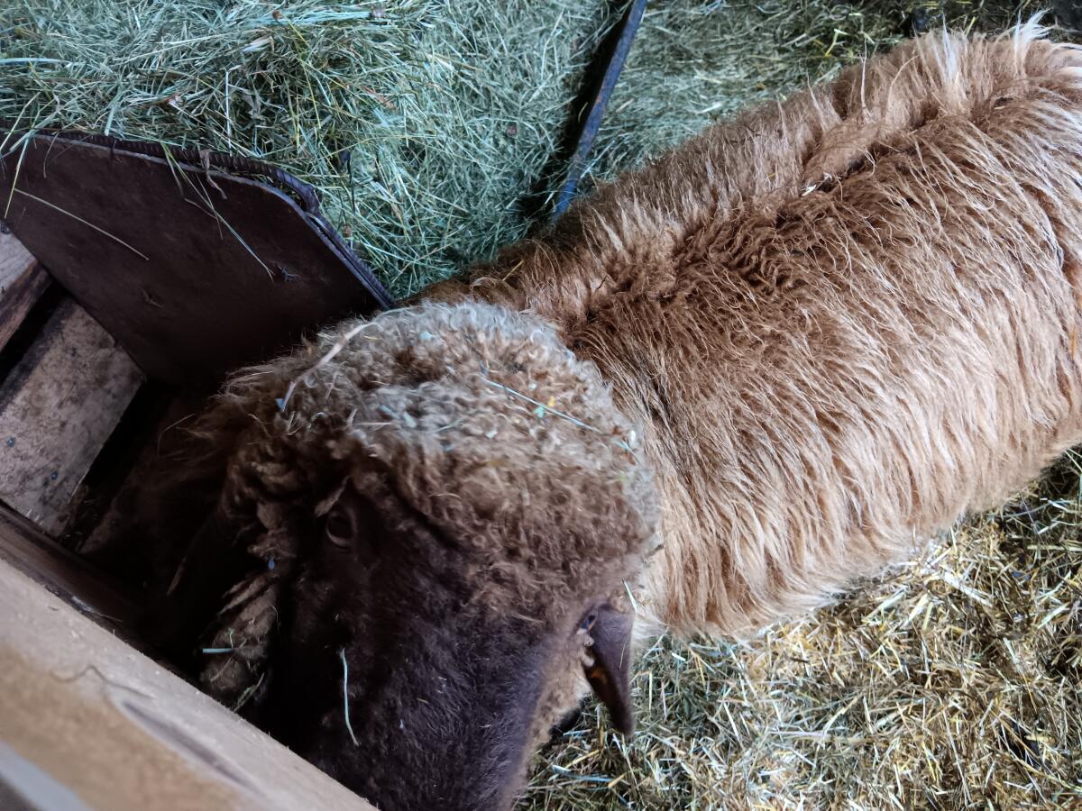 Bio Brauner Bergschafwidder 2