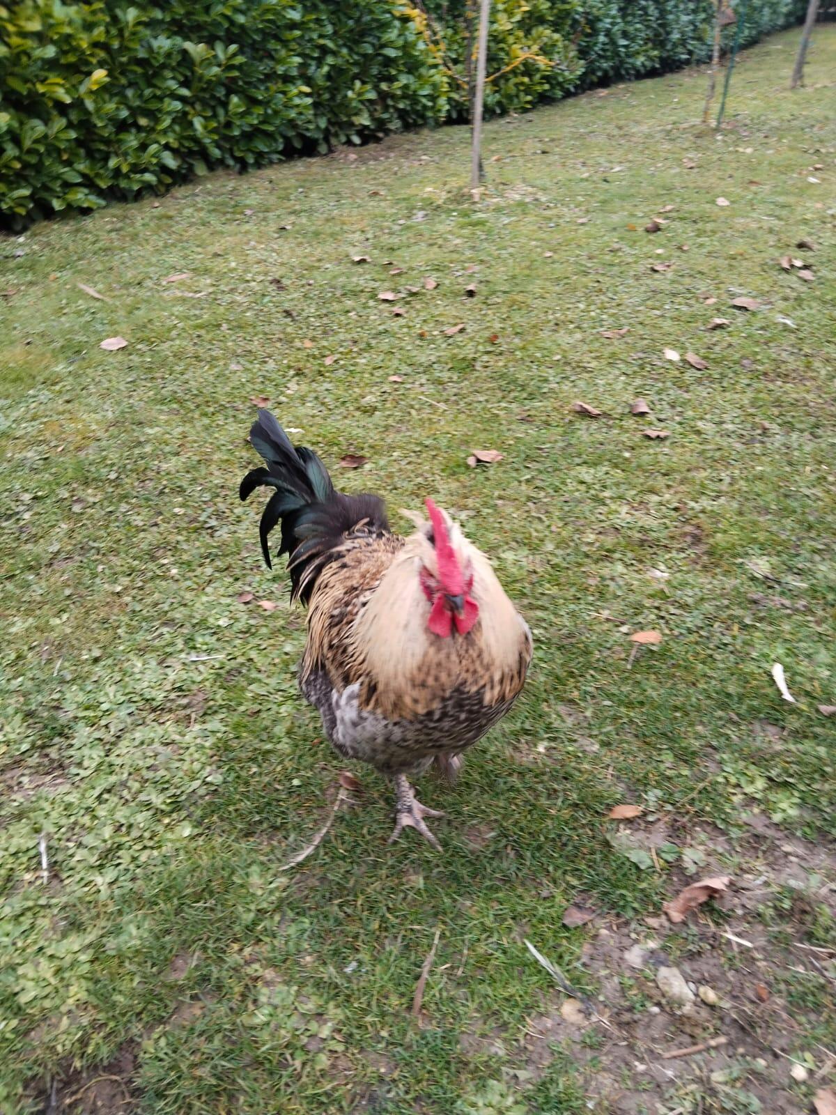 Jung Hahn abzugeben 2