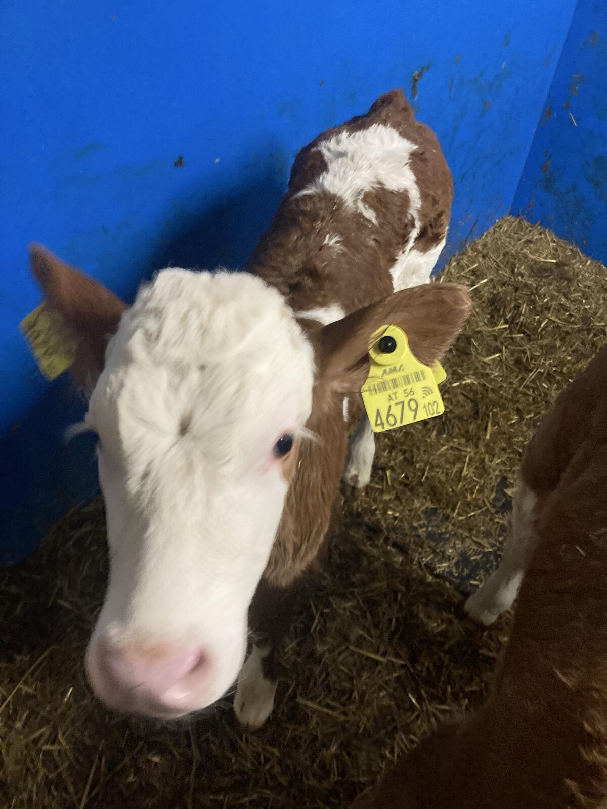 BIO Fleckvieh Zuchtkälber 3