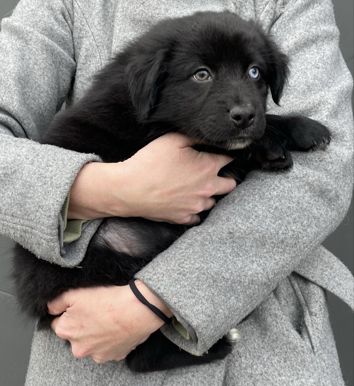 Aussies vom Gut Engelsheim 2