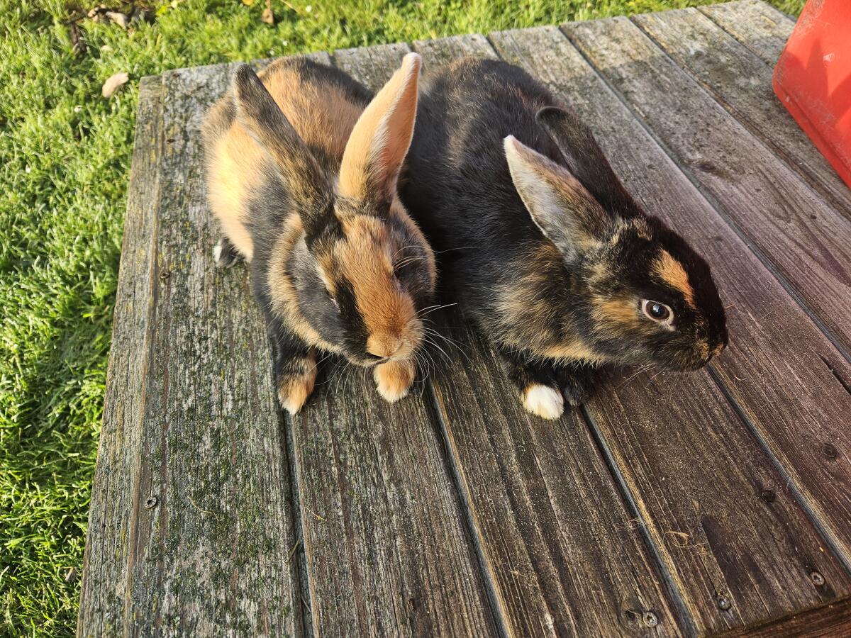 Japaner Kaninchen reinrassig 2