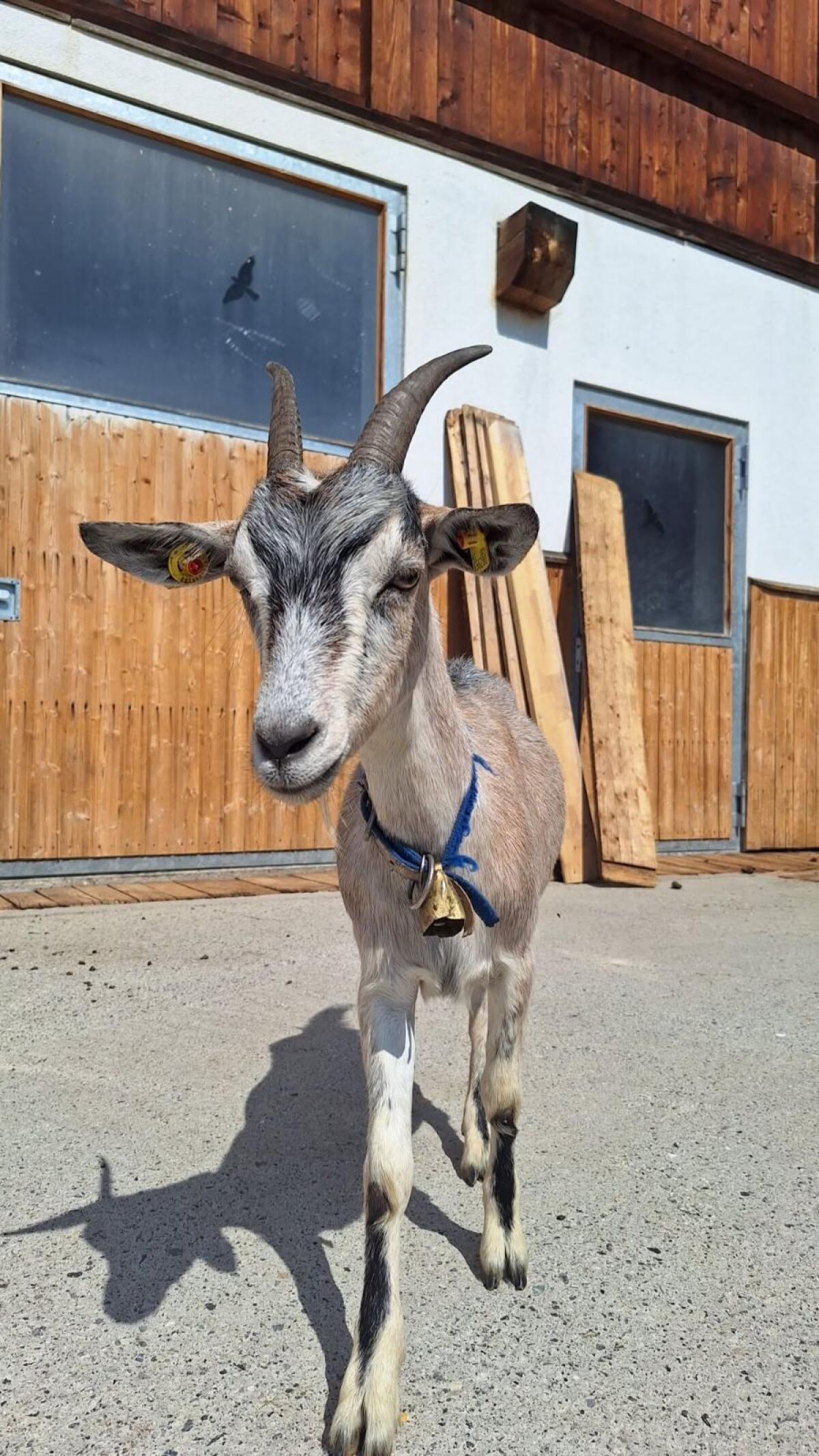 Heidi sucht ein neues Zuhause 1