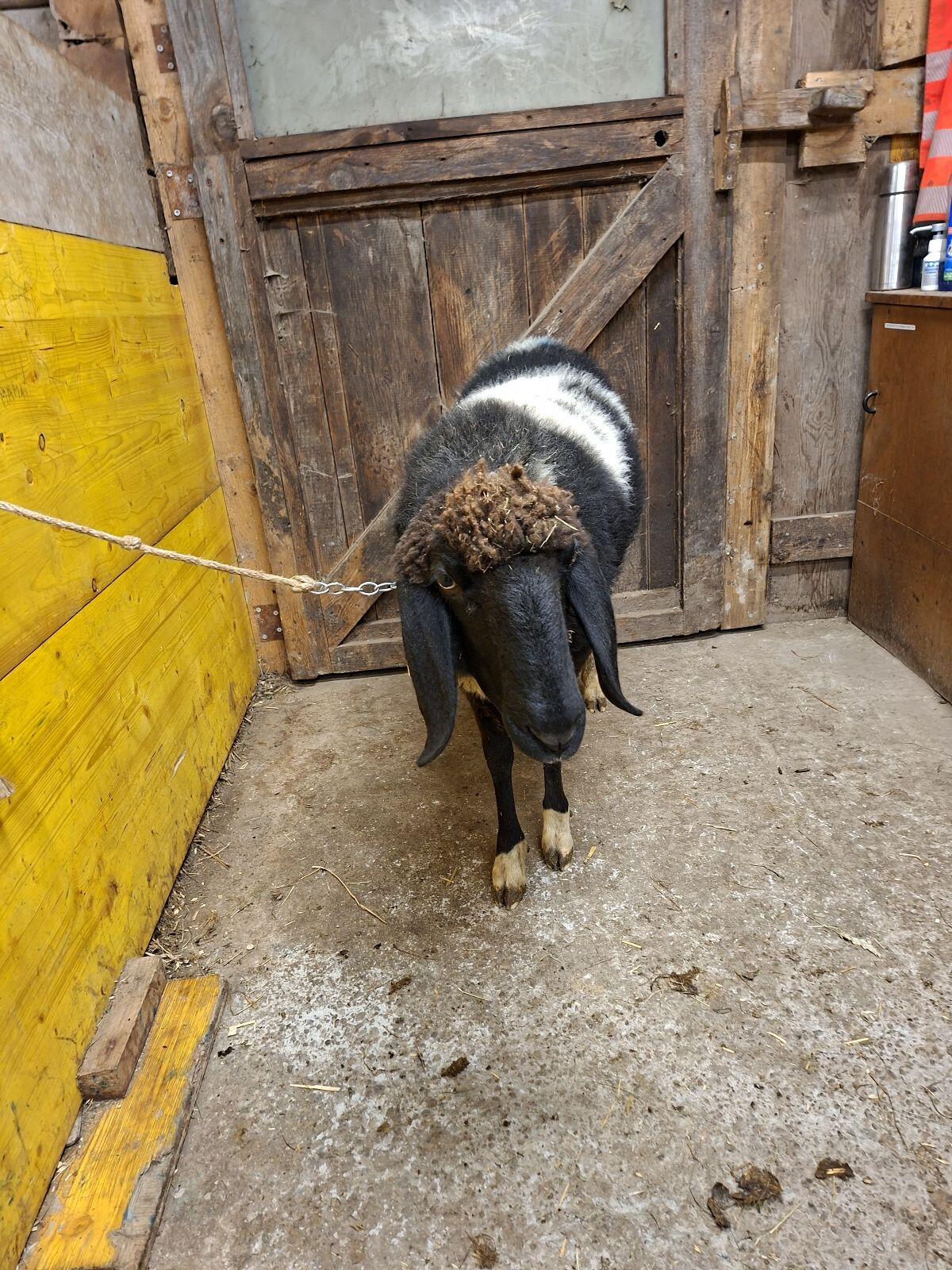 Kugeltscheck HB weiblich 1