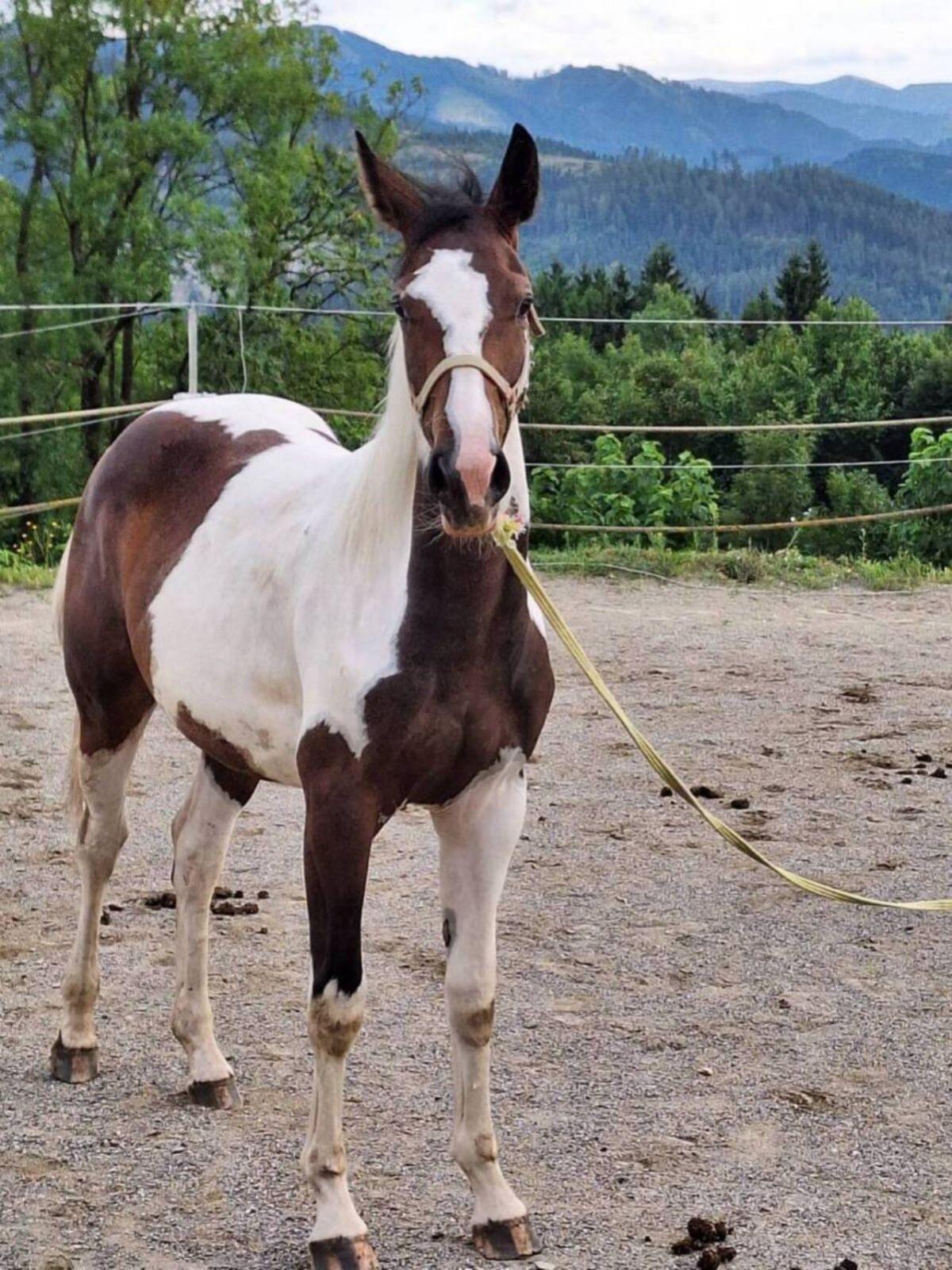 Verkaufe Pintostute Miss Rubiella 1