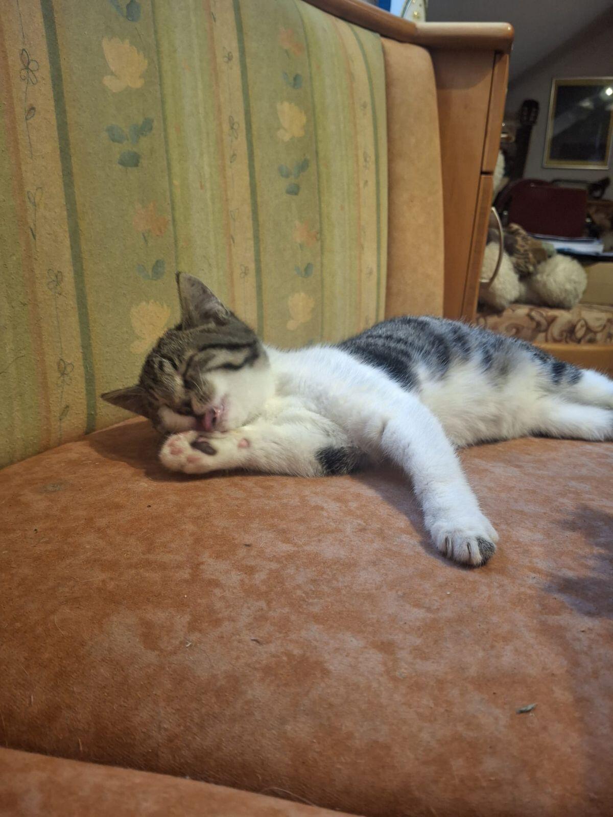 Kätzchen (weiblich) 3